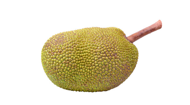jackfruit, jackfruit fruit, jackfruit PNG, fresh jackfruit, whole jackfruit, jack fruit, tropical fruit, jackfruit image, png