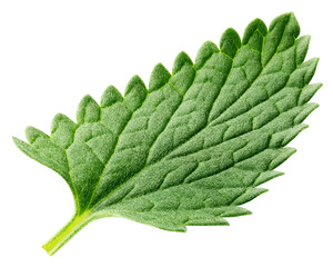 Mint Leaf, spearmint, isolated, full depth of field © grey