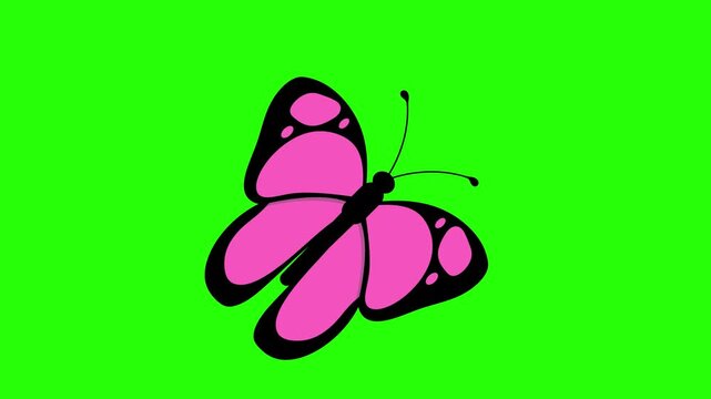 Pink butterfly with black outlines and wing 4k stock animation video on a green screen background for chroma key background for video editing.