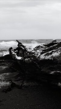 A black and white  of a log lying on the beach, with a calm sea in the background