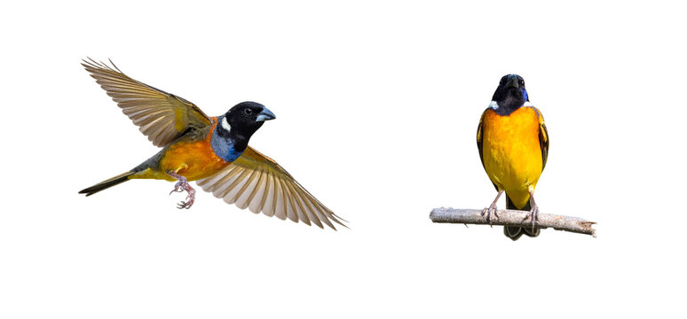 Orange-Breasted Songbird Set Isolated on Transparent Background