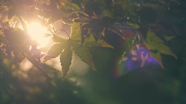 Blue maple leaves in backlight with a nostalgic negative film style