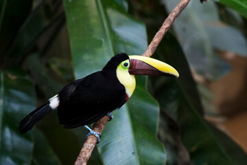 Naklejka premium Black-mandibled or Yellow-throated Toucan, Ramphastos ambiguus, close view