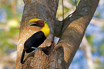 Naklejka premium Black-mandibled or Yellow-throated Toucan, Ramphastos ambiguus, at nesting hole in tree