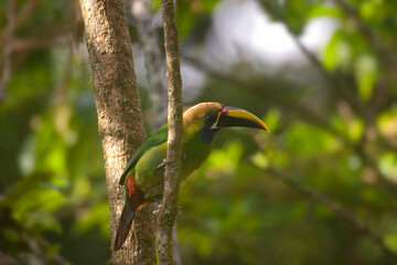 Naklejka premium Blue-throated Toucanet, Aulacorhynchus caeruleogularis, perched in forest