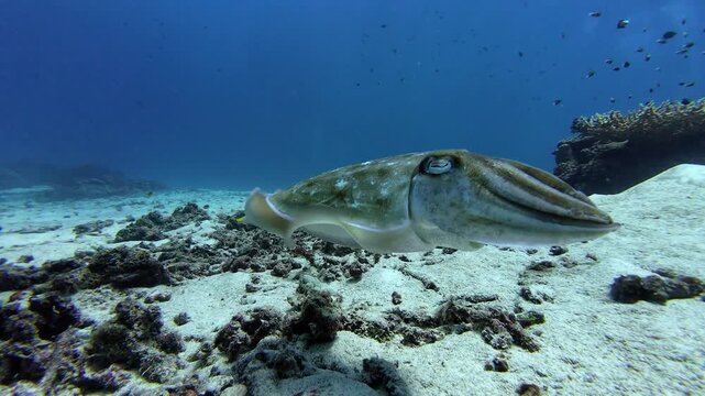 Broadclub Cuttlefish Changing Color While Swimming Over Sandy Seabed