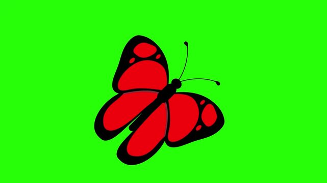 Red butterfly with black outlines and wing 4k stock animation video on a green screen background for chroma key background for video editing.