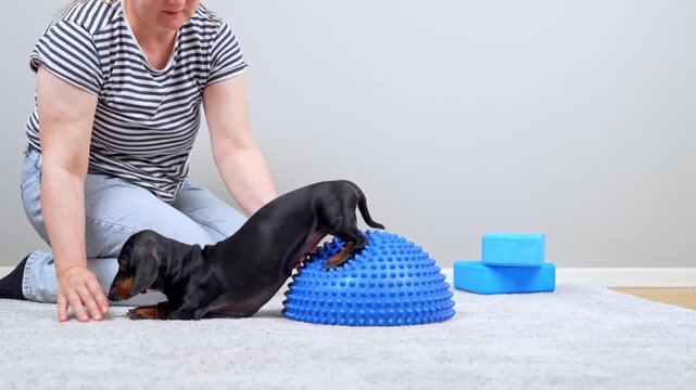 A black and tan dachshund dog places its front paws on a spiky blue balance dome while a woman guides it, a canine fitness and rehabilitation exercise indoors.