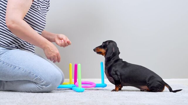 A black and tan dachshund dog holds a pink ring in its mouth while a woman kneels beside a colorful ring toss toy on a carpet, a concept of pet training and playtime.