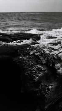Black and white  of a log washed up on the beach, great for use in coastal-themed designs or as a texture overlay