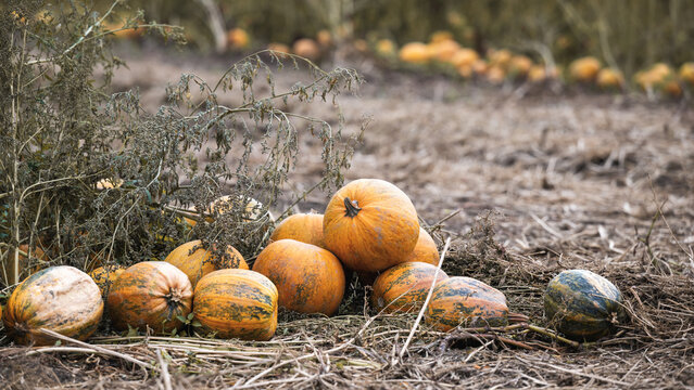 Autumn time: pumpkins in a field shortly before processing