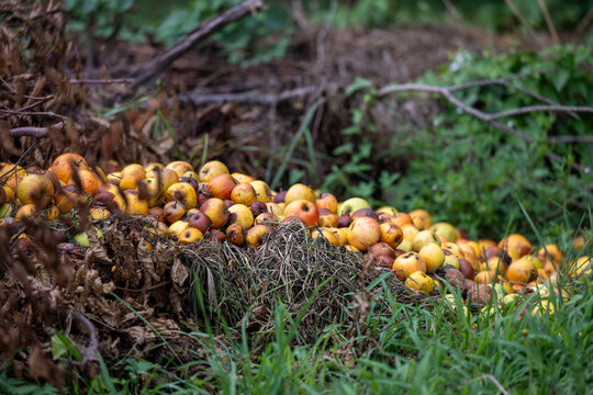 A heap of rotting windfalls on a compost pile