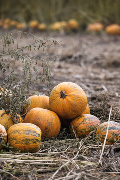 Autumn time: pumpkins in a field shortly before processing