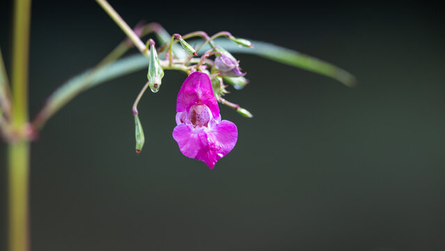 Natural green background with a purple wet wild orchid