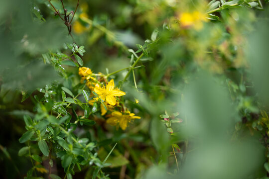 hypericum perforatum- St. John&acute;s wort outdoors in nature