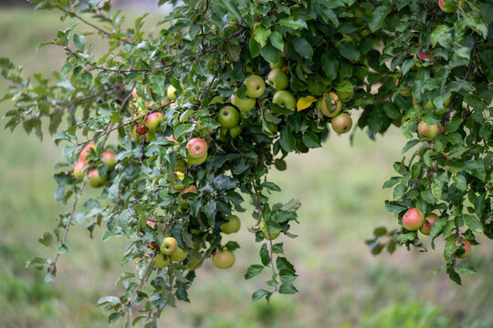 Trees full of apples in autumn