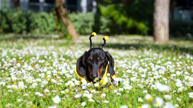 A black and tan dachshund dog wearing a yellow bee costume with antenna moves through a blooming daisy meadow, a playful concept of costume fashion for pets.
