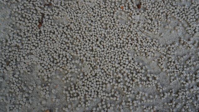 Top-down view of tiny sand pellets created by sand bubbler crabs covering a sandy beach surface.
