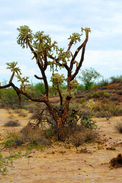 Cholla cactus, Sonora Desert, Mid Summer