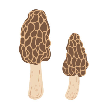 Two morel mushrooms in a simple flat vector style. Edible wild mushrooms isolated on a white background.