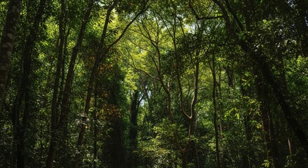 Obraz premium Dense vibrant green forest with sunlight filtering through tree canopy creating a mystical natural landscape.