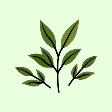 A fresh green tea plant branch with leaves vector illustration. Ideal for botanical, herbal tea, organic product, health, environment, and nature graphic design projects.