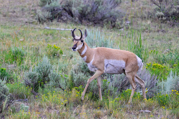Lamar Valley Antelope © Paul