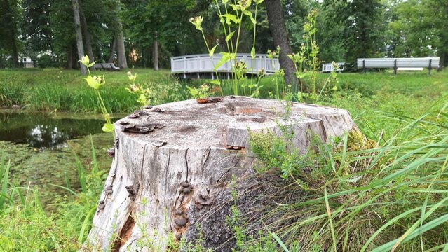 a tree stump in the forest in a park, against the backdrop of a white bridge