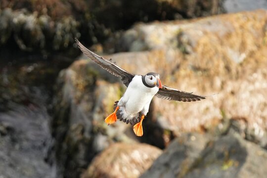 The Atlantic puffin is a seabird that can reach a speed of about 90 km/h in flight.