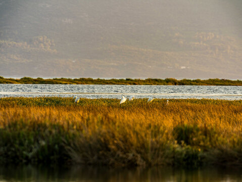 Birds in Neretva Delta wetland at golden hour