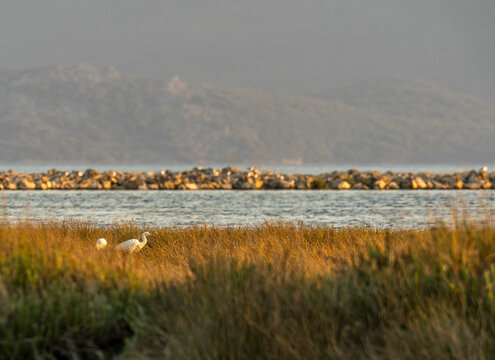 Birds in Neretva Delta wetland at golden hour
