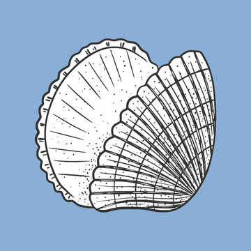 A scallop shell hand-drawn illustration in doodle sketch style for summer, vacation, travel, beach, ocean life designs