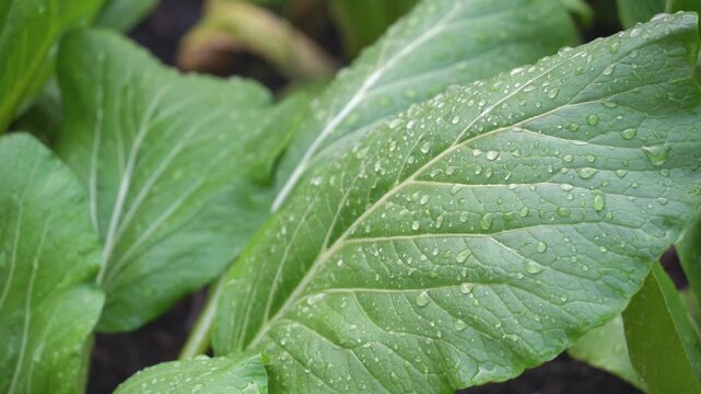 Close up of fresh green mustard vegetable leaves with water droplets in organic garden