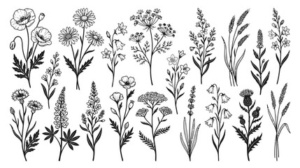 Fototapeta premium Botanical Line Art: Wildflower Collection - Floral Illustrations