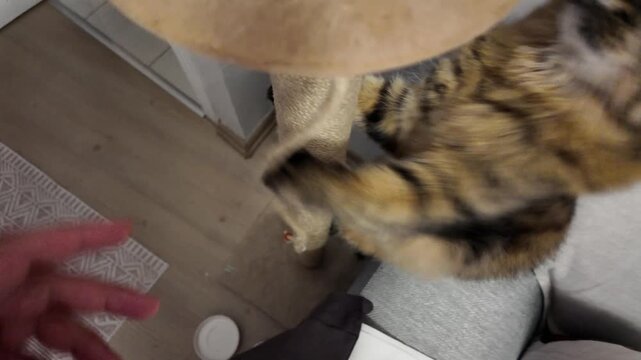 Cute Tabby Cat Playing At Home Near Cat Tree
