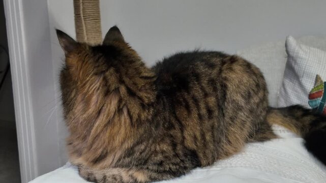 Fluffy Tabby Cat Resting On Bed At Home