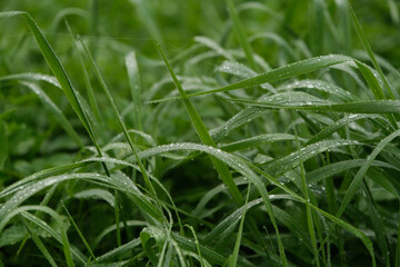 fresh green grass © Andrejs Skangals