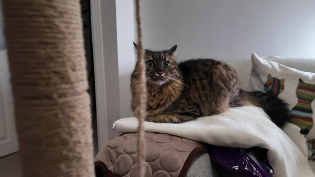 Cute Fluffy Tabby Cat Looking At Camera Indoors