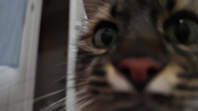 Close Up Of Curious Tabby Cat Face Indoors