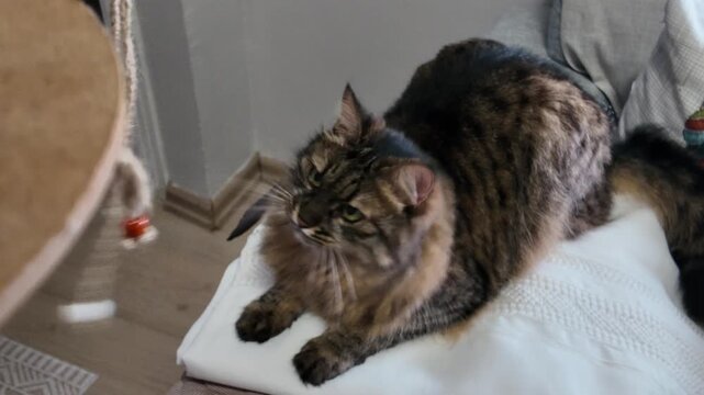 Tabby Cat Playing With Dangling Toy On Pillow