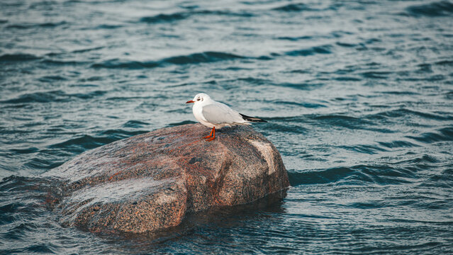 Black-Headed Gull Resting on Granite Rock, Choppy Blue Sea