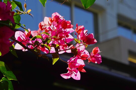 Pink bougainvillea flowers, glowing in the sun, in Glyfada, Greece