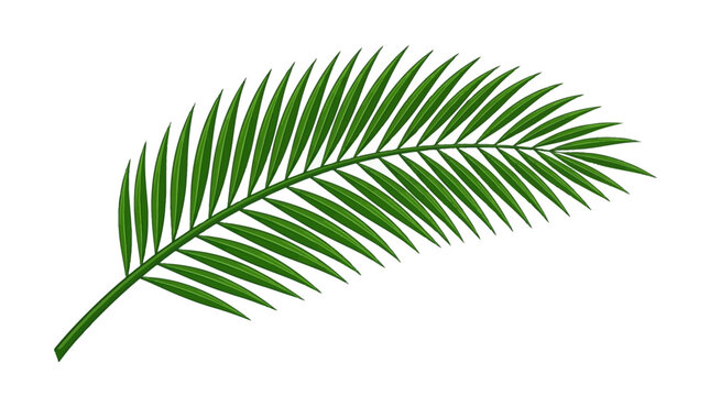 Set of realistic green palm leaves isolated on white background, tropical coconut fronds vector illustration, diagonal composition