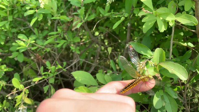 Dragonfly gripped gently by a hand during an insect survey