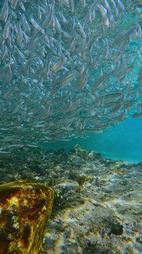 Smooth, low-angle shot moves under long, unbroken chain of shiny Silversides swims over rocky bottom. Forward motion emphasizes incredible length of school, which appears to have no beginning or end
