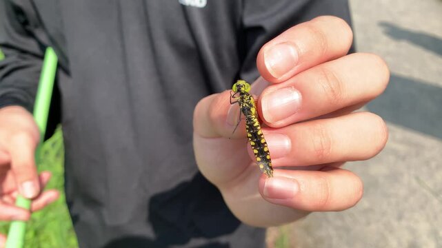 Dragonfly resting on an open human palm outdoors