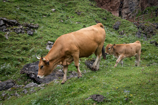 cows in the meadow