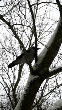 Video of a hooded crow perched on a snow covered tree branch looking around in a quiet winter park environment.