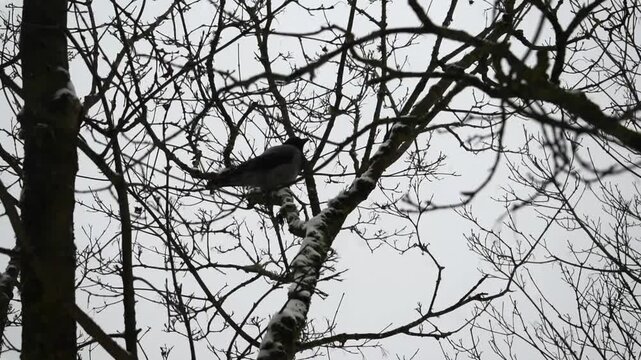 Hooded crow perching on snowy tree branch in winter park