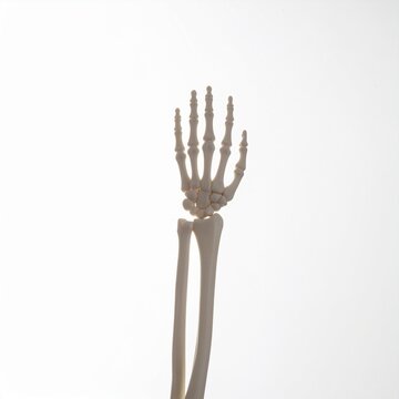 Human hand and arm skeleton anatomical model on white background